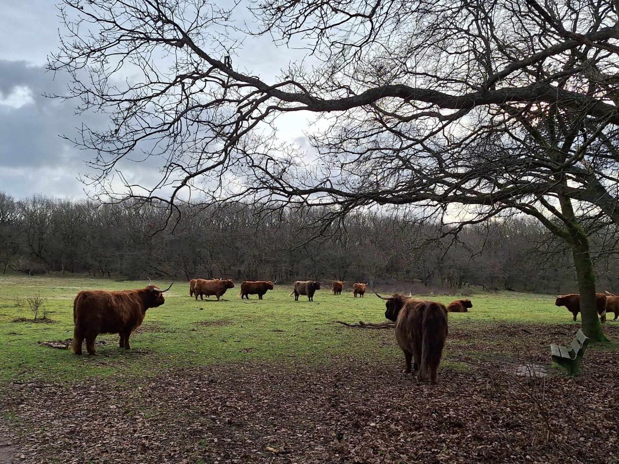 Bijzonder Bakkum Villa Castricum Bagian luar foto